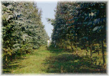 Plantaci�n de E. nitens de 3 a�os con excelente crecimiento en altura