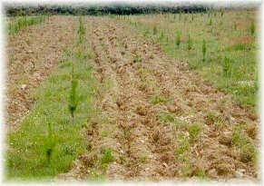 Desbroce posterior en una plantaci�n de pino insigne mediante la utilizaci�n de una grada de discos.