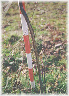 Da�o producido por corzo en roble americano al frotar los cuernos contra la corteza del �rbol.