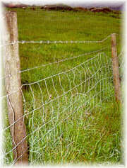Cerca alambrada para cabras y ovejas. Estacas de eucalipto tratadas por el m�todo de inmersi�n total.
