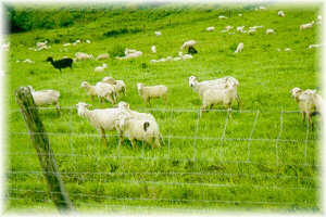 Reba�o mixto de cabras y ovejas sobre un pastizal implantado por el sistema de 