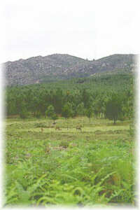 Caballos de raza r�stica pastoreando libremente en un monte de Tomi�o