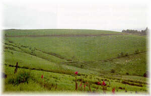 Reba�o mixto de ovejas y cabras en un pastizal implantado sobre terreno cubierto de matorral.