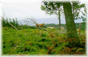 Vacas de raza caldel� pastando libremente en un monte de Tomi�o.