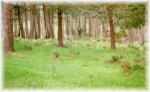 Recuperaci�n del matorral (tojos) al suprimir el pastoreo de lign�voros (cabras). Marco da Curra (La Coru�a).